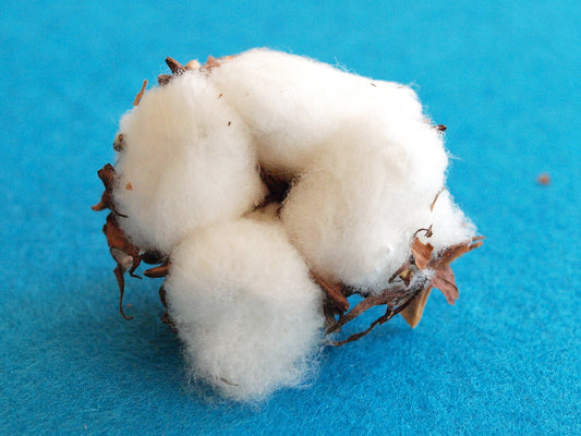 [BFM] All About Cotton: Carded Cotton (CD) vs. Combed Cotton (CM)